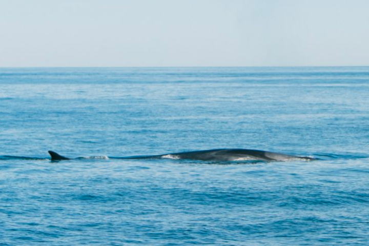 whale surfacing on the water during a boothbay whale watch