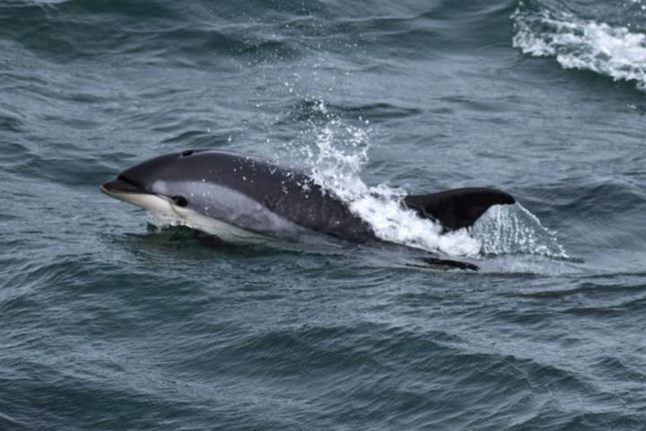 an animal swimming in the water