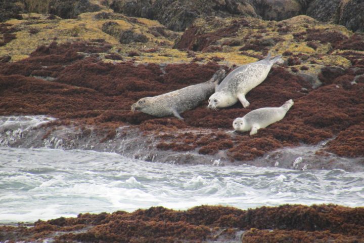 seals on a rocky ledge seen on a boothbay islands and lighthouses cruise