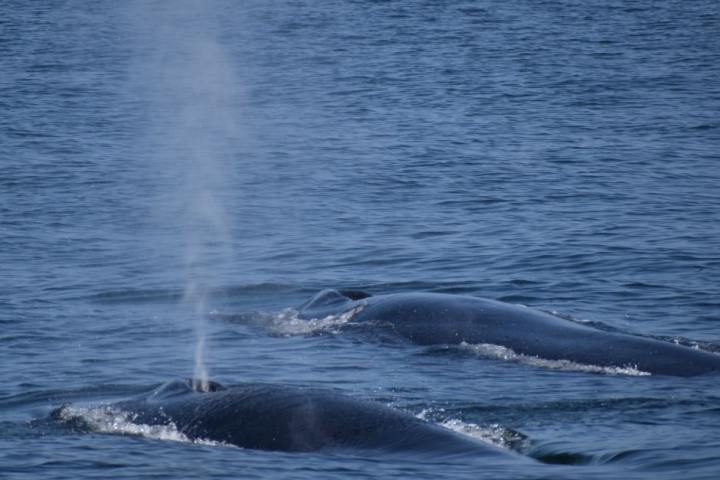 a whale jumping out of the water