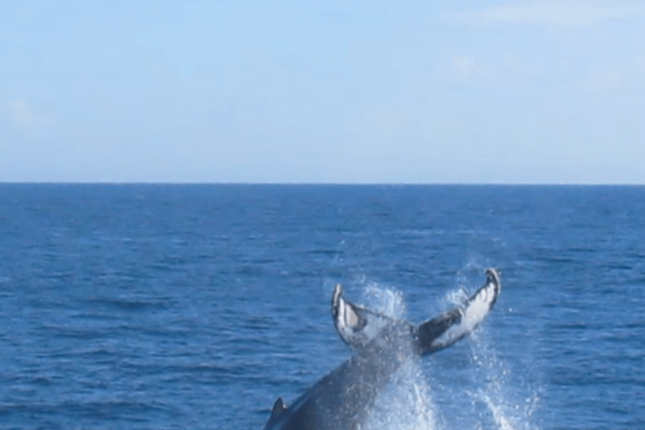 a whale jumping out of the water during a whale watching tour in boothbay