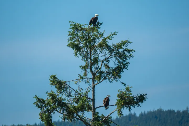 a flock of birds sitting on top of a tree
