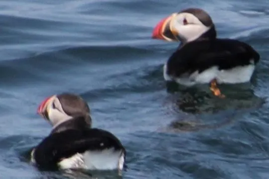 Two puffins up close on the water