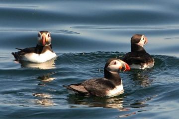 3 puffins swimming on the water seen on an Audubon Puffin & Scenic Cruise