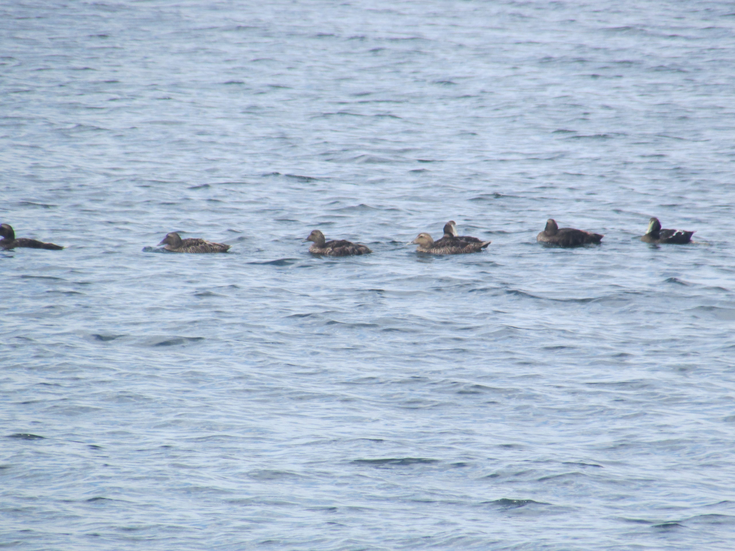 eider