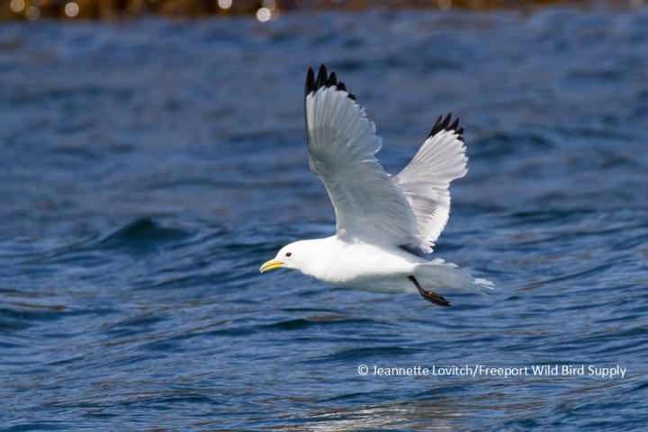a bird flying over a body of water