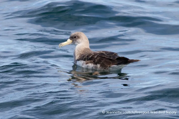 a bird swimming in water next to a body of water