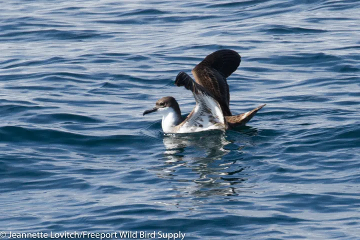 a bird swimming in water next to a body of water