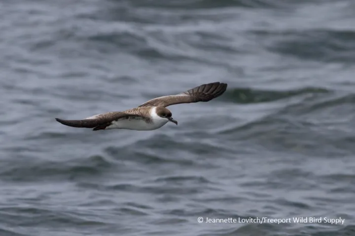 a bird flying over a body of water
