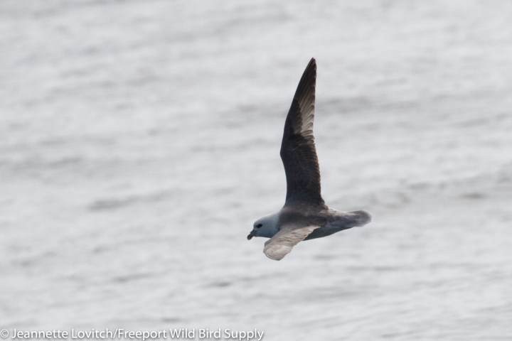 a bird flying over a body of water