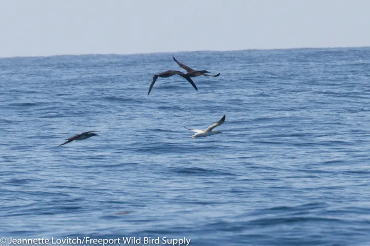 a bird flying over a body of water