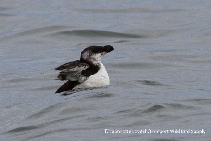a bird flying over a body of water