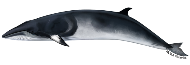 a close up of an animal