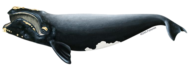 a close up of a knife