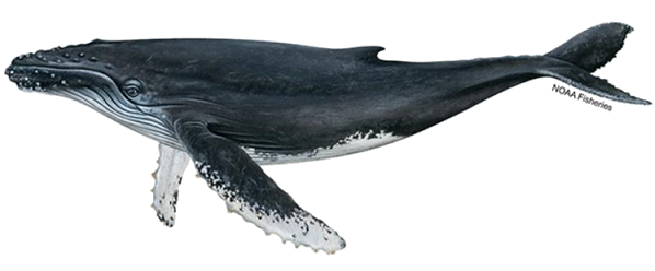 a close up of a fish