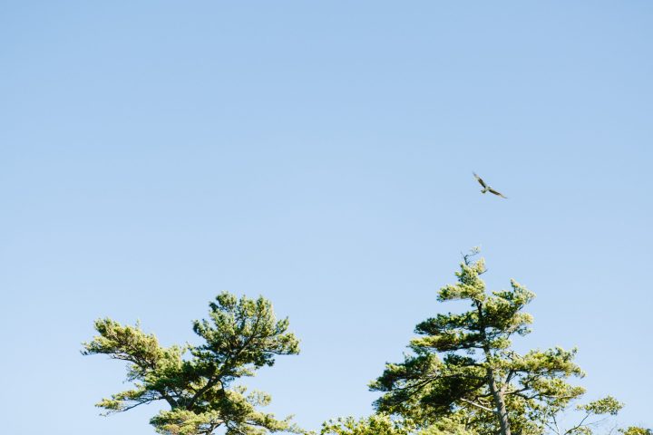 a bird flying above evergreen trees seen on a boothbay lighthouse and islands cruise