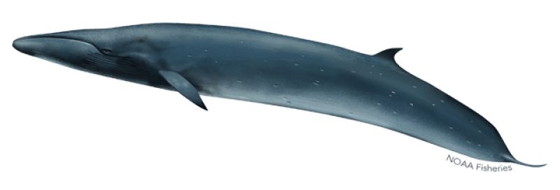 a close up of a fish