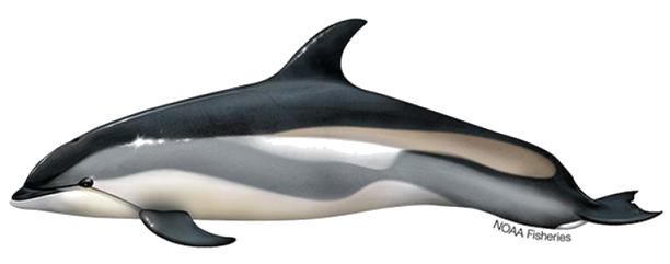 a close up of an animal