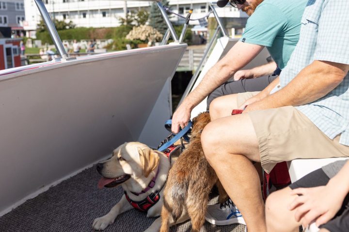a person sitting on a boat with a dog
