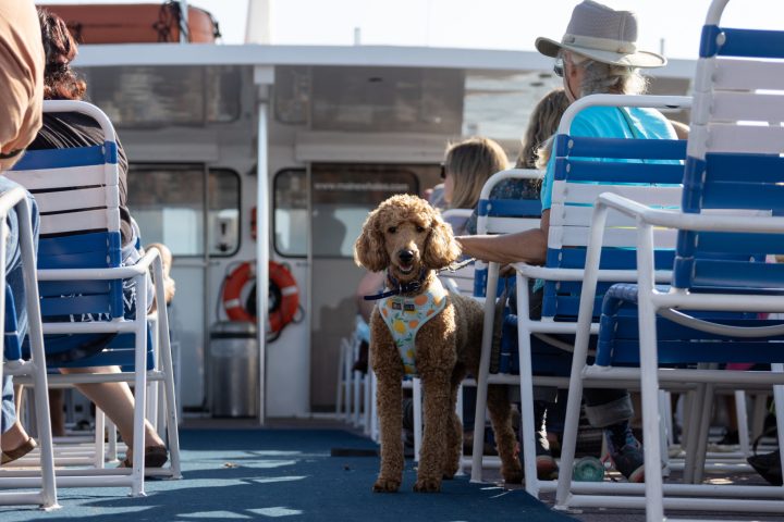 a dog sitting on a boat looking at the camera during a boothbay lighthouse and islands cruise