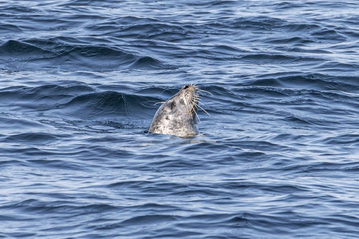a seal poking its head out of the water on a cap'n fish's scenic cruise