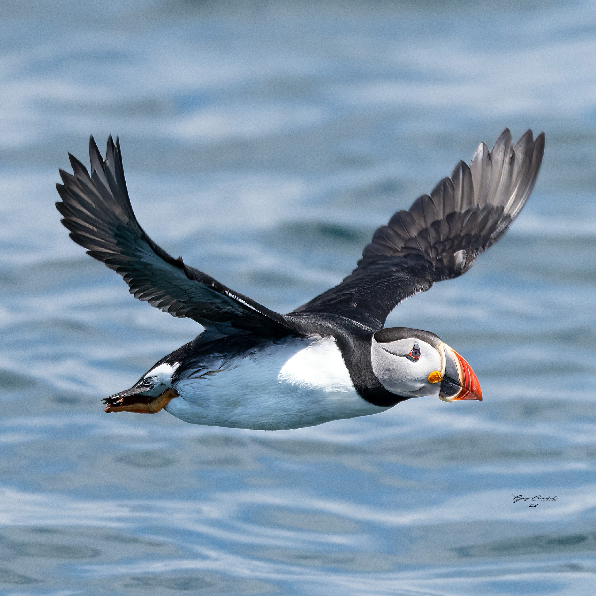 atlantic puffin flying