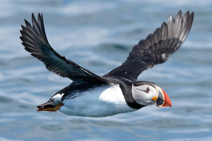 a bird flying over a body of water
