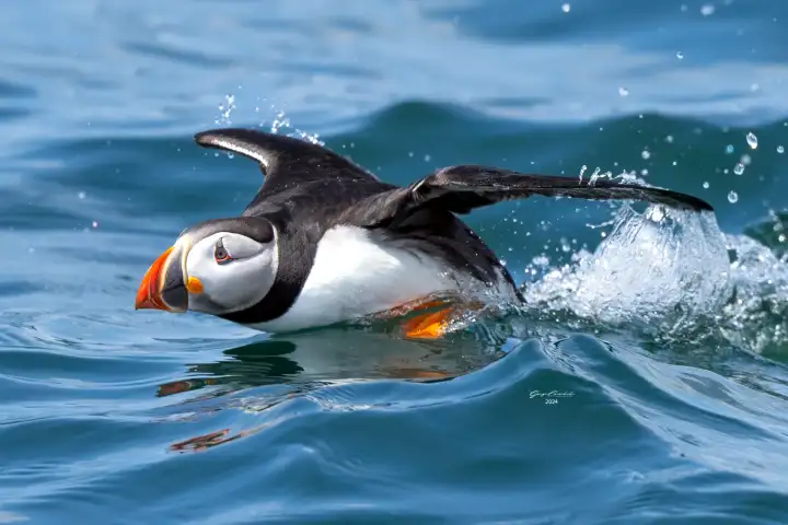 a bird swimming in water next to a body of water