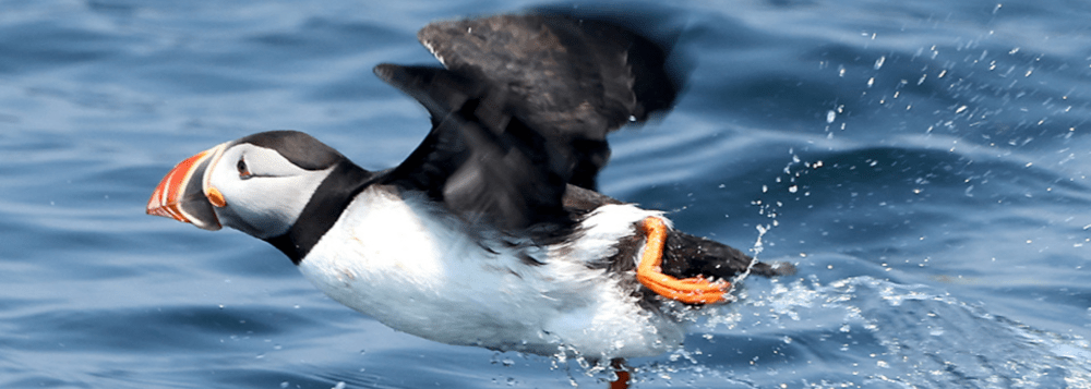 Puffin taking off from the ocean, with wings spread and water splashing.