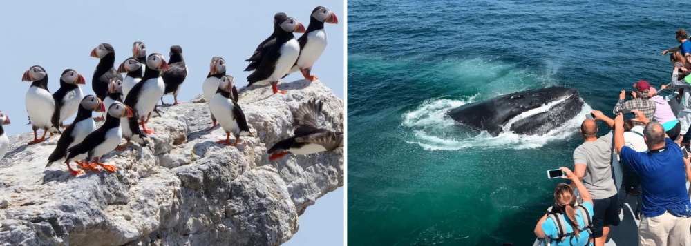 Left: Puffins on a rock. Right: People watching a whale near a boat.