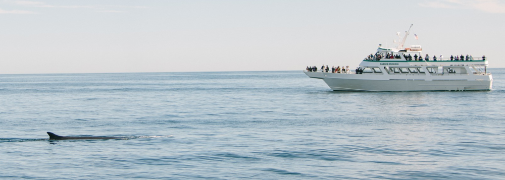 Whale swimming near a boat with people watching in the ocean.