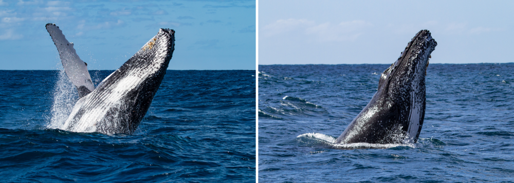 Two whales breaching in the ocean, one on the left and one on the right.