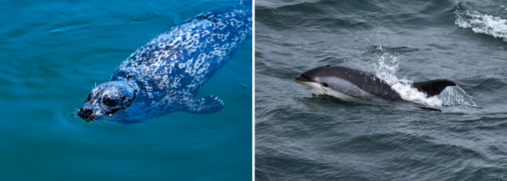 Split image: left side seal swimming, right side dolphin swimming in ocean.