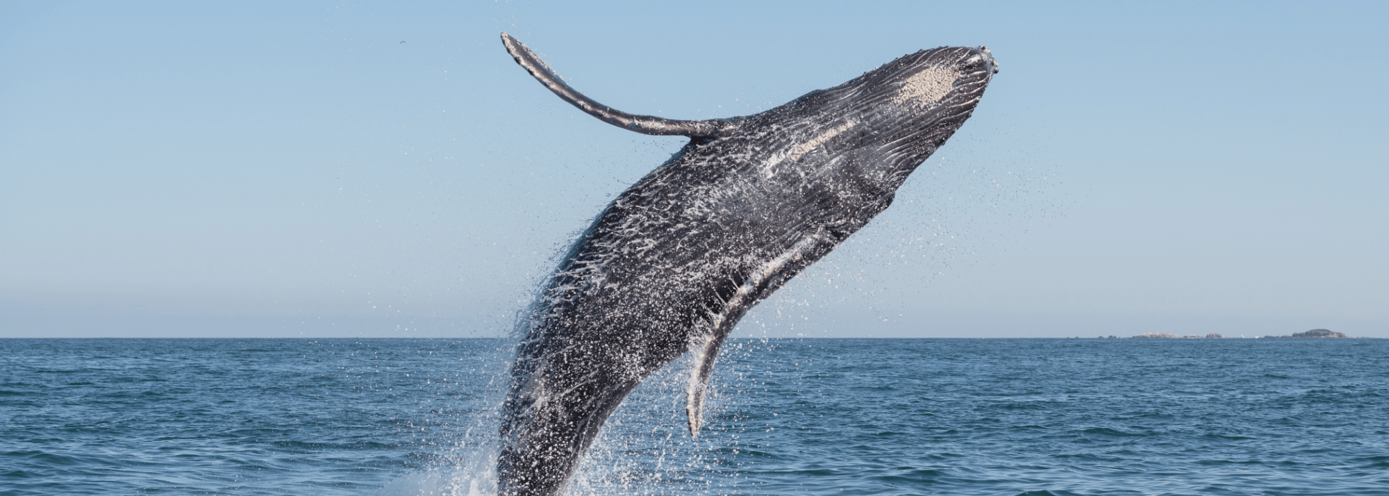 Humpback whale breaching the ocean surface against a clear blue sky.