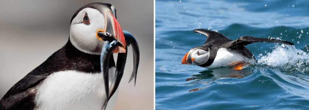 Two puffins, one holding fish in beak, another swimming in ocean.