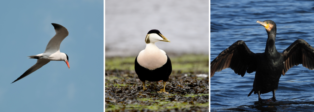 Three birds: a flying tern, a standing duck, and a cormorant drying wings over water.