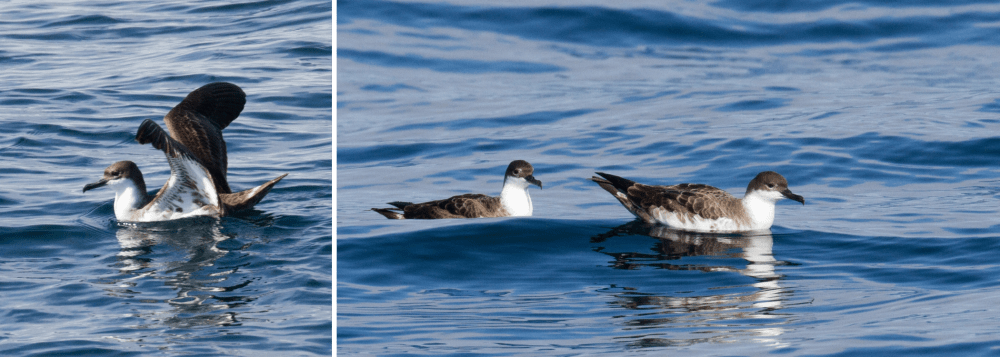 Two images of seabirds on ocean water; one bird flaps wings, two birds float calmly.