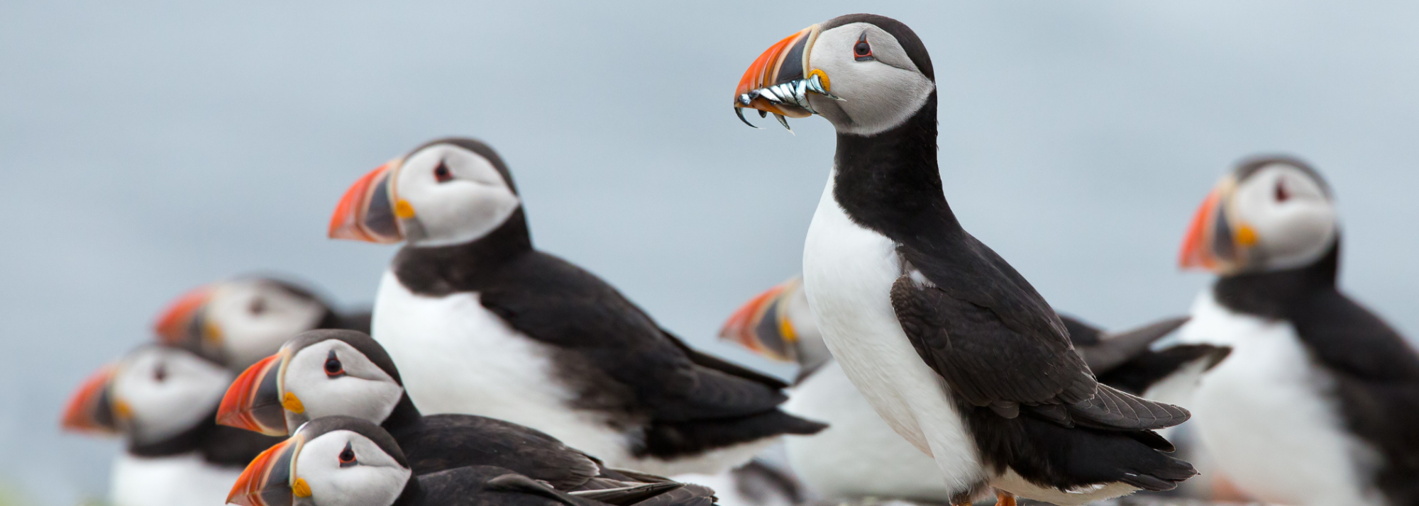 Group of puffins standing together, one holding fish in its beak.