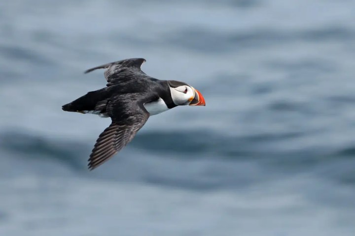 Puffin flying over the ocean with wings spread.
