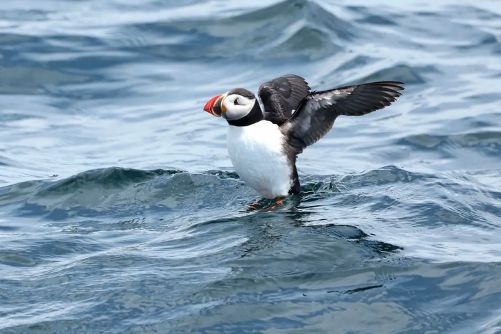 Puffin flapping wings while standing on ocean waves