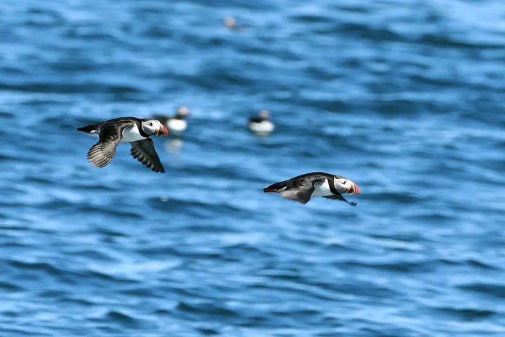 Two puffins flying over the ocean with more in the background.