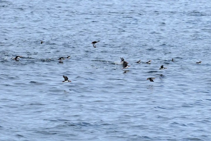 Flock of small birds flying over ocean waves.