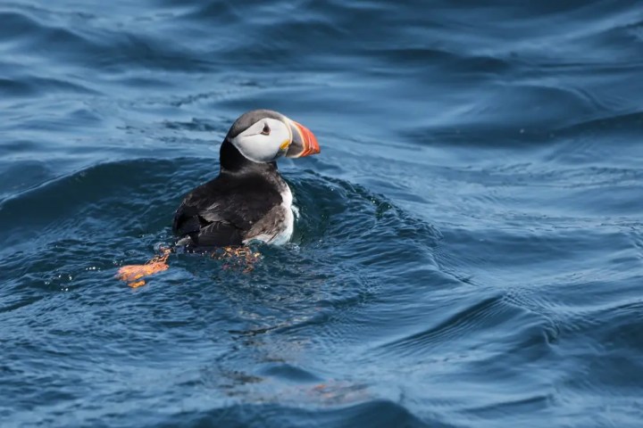 Puffin swimming on the ocean's surface with ripples around.