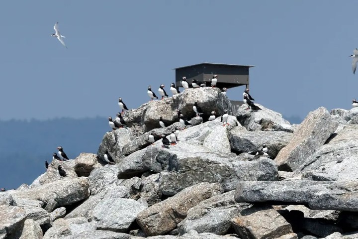 Puffins on rocky mound with a shelter, seagulls flying above.