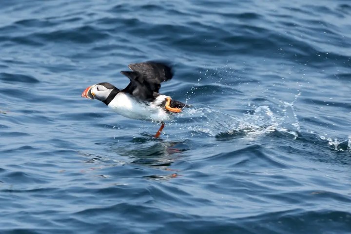 Puffin taking off from ocean surface with wings spread.